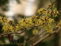 Hamamelis Gimborns Perfume 2015 02 07 3187